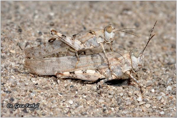 24_blue-winged_grasshopper.jpg - Blue-winged Grasshopper, Oedipoda caerulescens