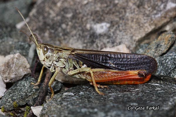 25_stauroderus_scalaris.jpg - Stauroderus scalaris,  Location - Mesto Zelengora mountain Bosnia and Herzegovina