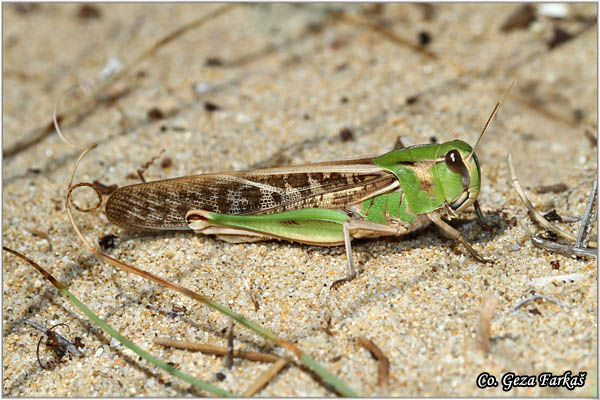 27_migratory_locust.jpg - Migratory locust, locusta migratoria Location - mesto: Skhiatos, Greece