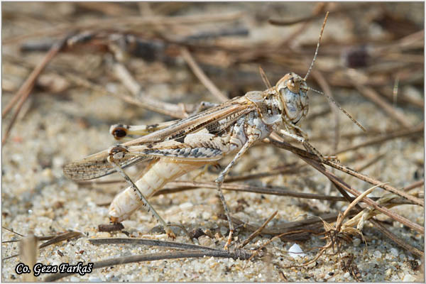 31_sphingoderus_carinatus.jpg - Sphingoderus carinatus, Mesto - Location: Skhiatos, Greece