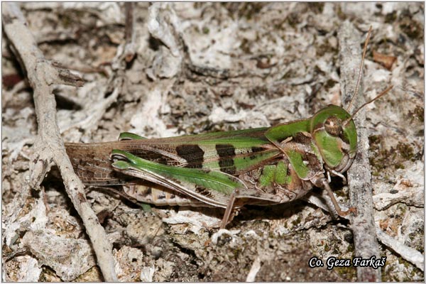 36_oedaleus_decorus.jpg - Oedaleus decorus