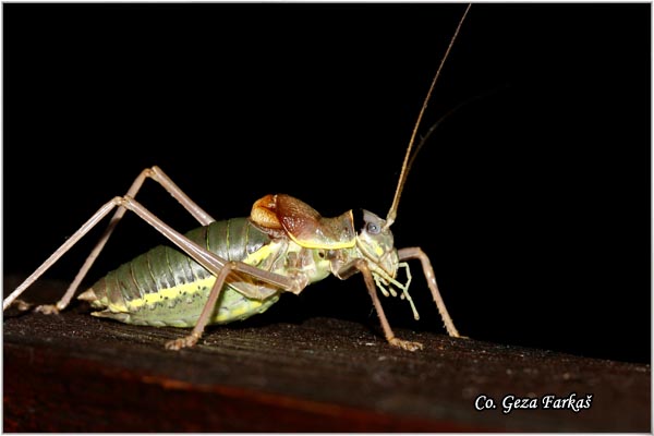 44_bush_cricket.jpg - Bush cricket Ephippiger ephippiger