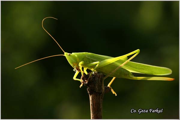 48_large_cone-head.jpg - Large Cone-head, Ruspolia nitidula