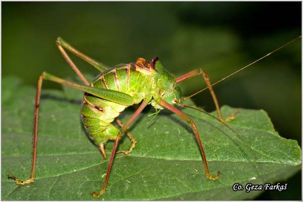 50_leptophyes_albovittata.jpg - Leptophyes albovittata