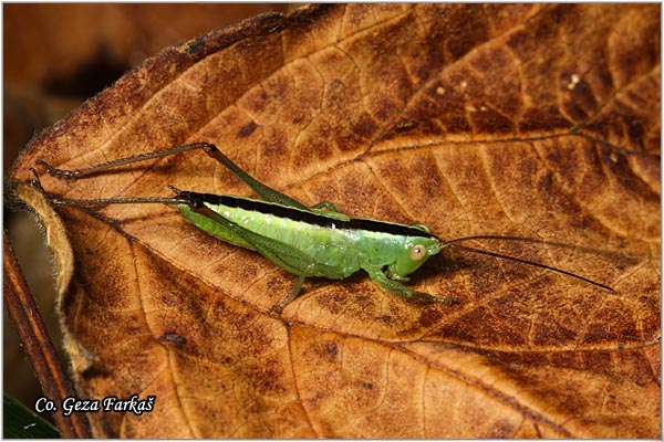 52_short-winged_conehead.jpg - Short-winged Conehead, Conochephalus dorsalis , Location - mesto: Novi Sad, Serbia