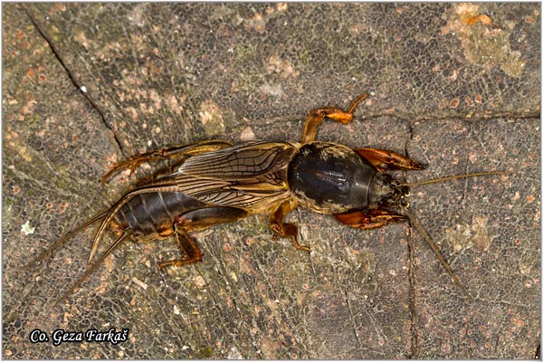 54_mole_cricket.jpg - Mole cricket,  Gryllotalpa gryllotalpa, Rovac, Location: Novi Sad, Serbia