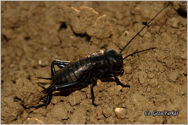 56_field_cricket.jpg - Field cricket, Gryllus campestris, Cvcak, Mesto - Location: Skiathos, Greece