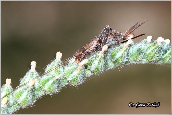 58_arachnocephalus_vestitus.jpg - Arachnocephalus vestitus, Mesto - Location: Skopelos, Greece