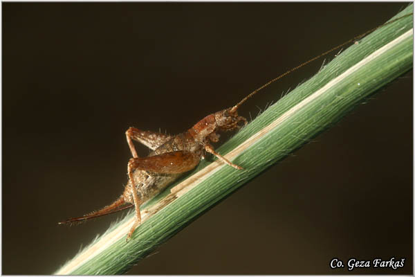 59_arachnocephalus_vestitus.jpg - Arachnocephalus vestitus, Mesto - Location: Skopelos, Greece