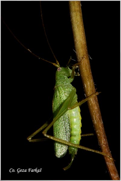 62_oak_bush_cricket.jpg - Oak bush-cricket, Meconema thalassinum, Location - Mesto Tara mountain Serbia