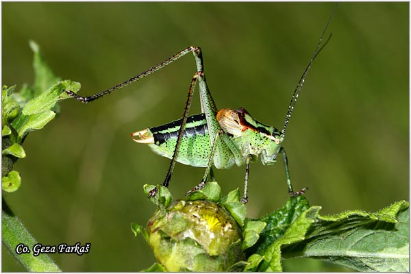 64_pachytrachis_gracilis.jpg - Pachytrachis gracilisi,  Location - Mesto, Zelengora mountine, Bosnia and Herzegovina