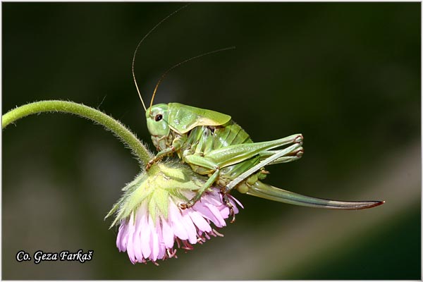 66_psorodonotus_illyricus.jpg - Psorodonotus illyricus,  Location - Mesto, Zelengora mountine, Bosnia and Herzegovina