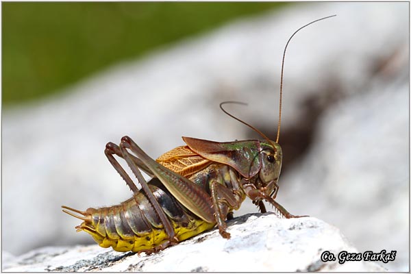 68_psorodonotus_illyricus.jpg - Psorodonotus illyricus,  Location - Mesto, Zelengora mountine, Bosnia and Herzegovina