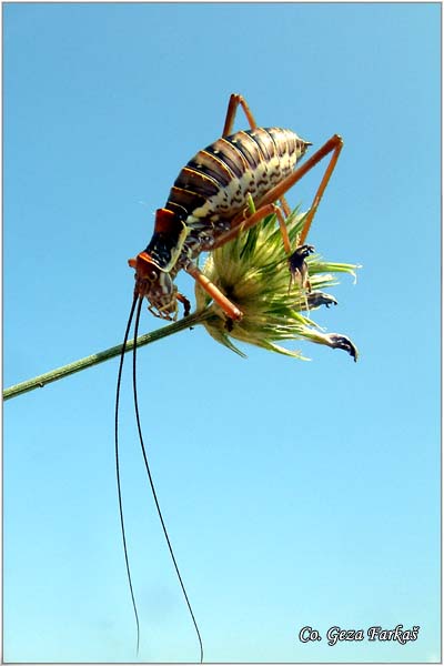 70_bush_cricket.jpg - Bush-cricket Ephippiger cruciger