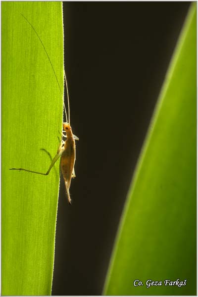 72_italian_cricket.jpg - Italian cricket, Oecanthus pellucens