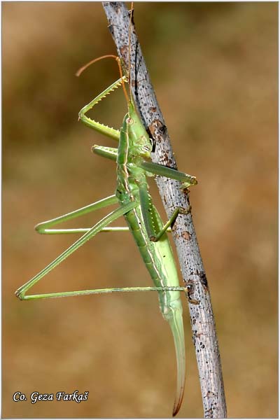 72_predatory_bush_cricket.jpg - Predatory Bush Cricket, Saga pedo