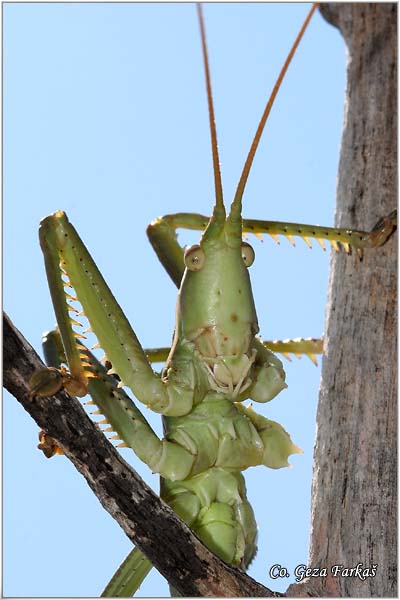 76_predatory_bush_cricket.jpg - Predatory Bush Cricket, Saga pedo