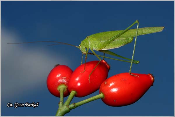 78_mediterranean_katydid.jpg - Four-Spot Bush-Cricket, Mediterranean Katydid, Phaneroptera nana