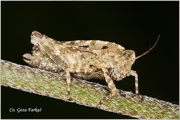 90_locust.jpg - locust ,Tetrigidae, Sp. , Location - mesto: Novi Sad, Serbia