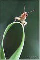 03_lesser_marsh_grasshopper