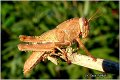 04_egyptian_grasshopper