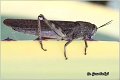 05_egyptian_grasshopper