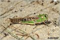 27_migratory_locust