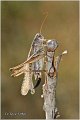 46_gray_bush_cricket