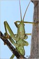 76_predatory_bush_cricket