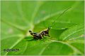 80_dark_bush_cricket