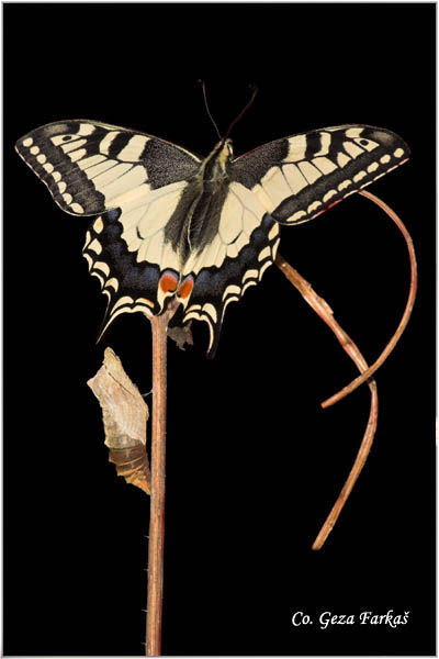04_swallowtail.jpg - Metamorphosis of Swallowtail -  Papilio  machaon butterfly.