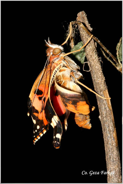07_painted_lady.jpg - Metamorphosis of Painted lady -  Vanessa cardui butterfly.