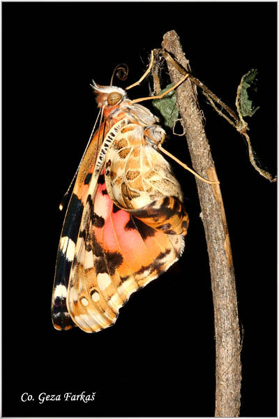 08_painted_lady.jpg - Metamorphosis of Painted lady -  Vanessa cardui butterfly.