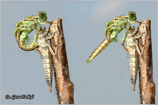 15_river_clubtail.jpg - Metamorphosis of Gomphus flavipes, River Clubtail