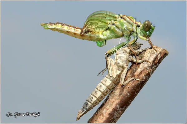 16_river_clubtail.jpg - Metamorphosis of Gomphus flavipes, River Clubtail