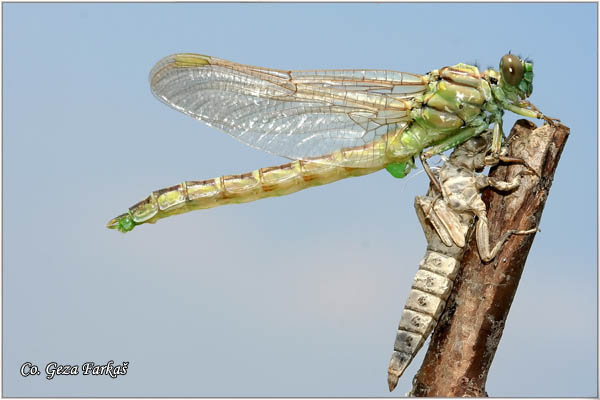 17_river_clubtail.jpg - Metamorphosis of Gomphus flavipes, River Clubtail