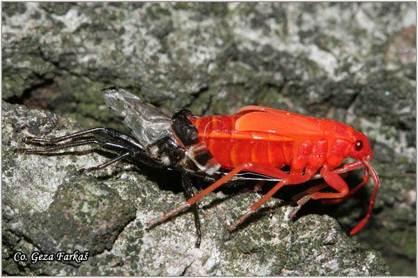 18_fire_bug.jpg - Molting of Pyrrhocoris apterus; Fire bug