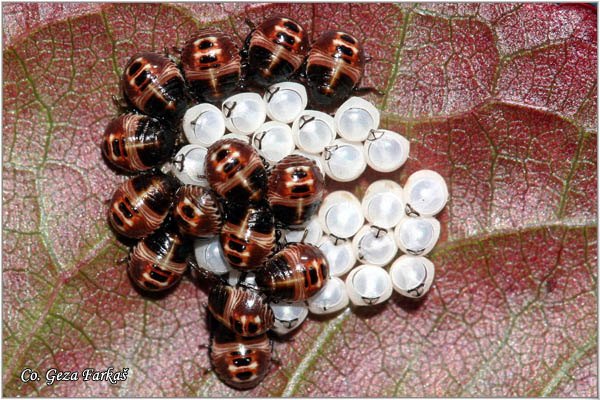 20_green_shield_bug.jpg - Hatching of Palomena prasina, Green shield bug