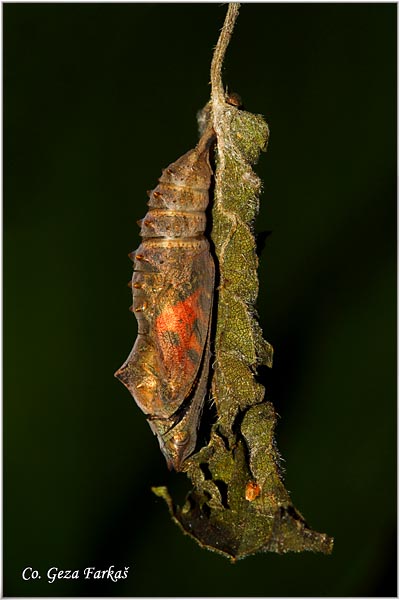 25_small_tortoiseshel.jpg - Metamorphosis of Small Tortoiseshell - Aglais urticae, butterfly.