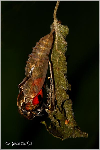 26_small_tortoiseshel.jpg - Metamorphosis of Small Tortoiseshell - Aglais urticae, butterfly.