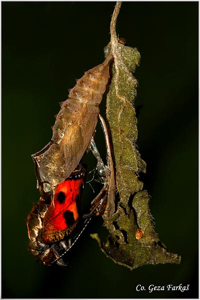 27_small_tortoiseshel.jpg - Metamorphosis of Small Tortoiseshell - Aglais urticae, butterfly.