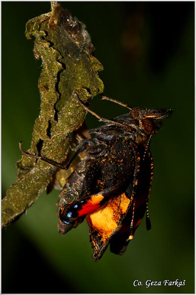 28_small_tortoiseshel.jpg - Metamorphosis of Small Tortoiseshell - Aglais urticae, butterfly.