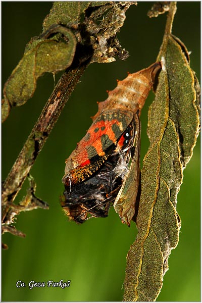 31_small_tortoiseshel.jpg - Small Tortoiseshell, Aglais urticae, Koprivar, Mesto - Location: han pjesak, Bosnia and Herzegovina