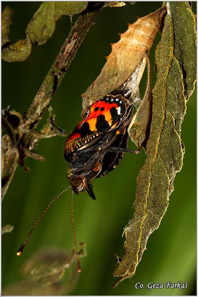 32_small_tortoiseshel.jpg - Small Tortoiseshell, Aglais urticae, Koprivar, Mesto - Location: han pjesak, Bosnia and Herzegovina