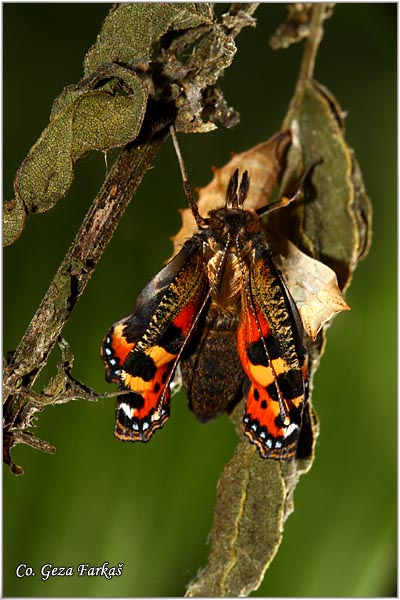 33_small_tortoiseshel.jpg - Small Tortoiseshell, Aglais urticae, Koprivar, Mesto - Location: han pjesak, Bosnia and Herzegovina