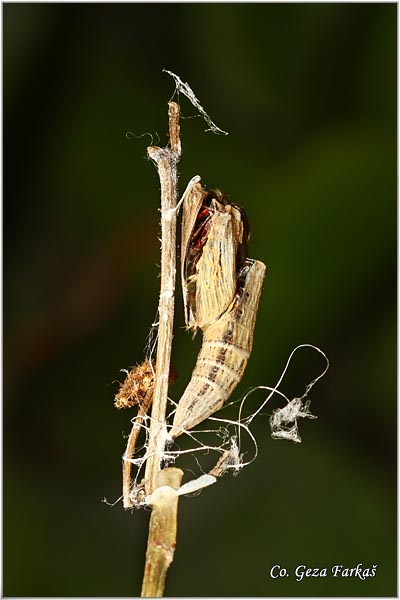 41_southern_festoon.jpg - Southern Festoon, Zerynthia polyxena, Uskrnji leptir, Location: Stara planina, Serbia