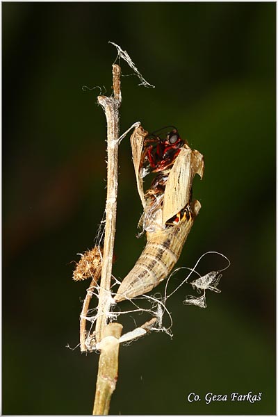 42_southern_festoon.jpg - Southern Festoon, Zerynthia polyxena, Uskrnji leptir, Location: Stara planina, Serbia