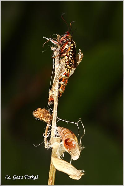 43_southern_festoon.jpg - Southern Festoon, Zerynthia polyxena, Uskrnji leptir, Location: Stara planina, Serbia