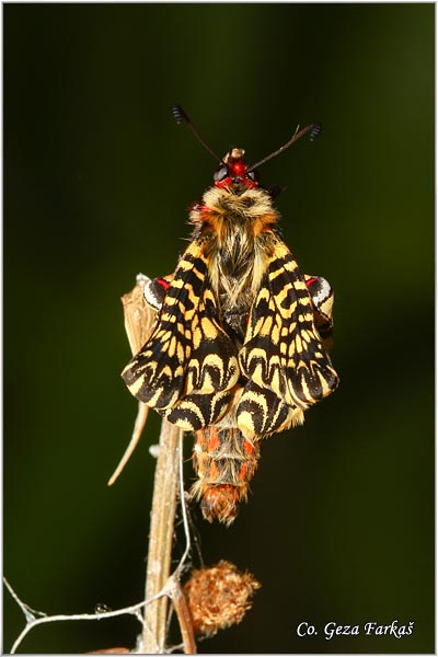 44_southern_festoon.jpg - Southern Festoon, Zerynthia polyxena, Uskrnji leptir, Location: Stara planina, Serbia