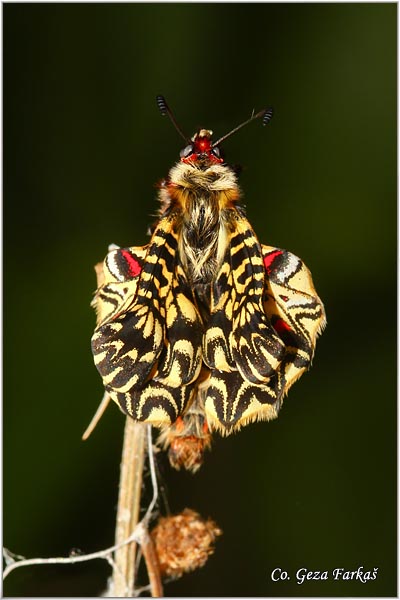 45_southern_festoon.jpg - Southern Festoon, Zerynthia polyxena, Uskrnji leptir, Location: Stara planina, Serbia